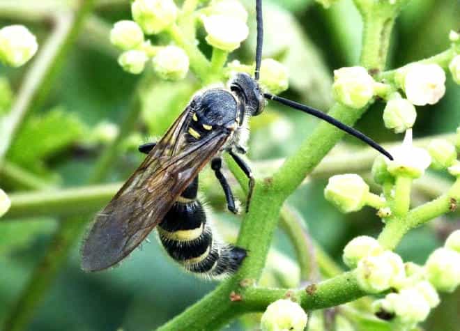 昆虫図鑑・ヒメハラナガツチバチ